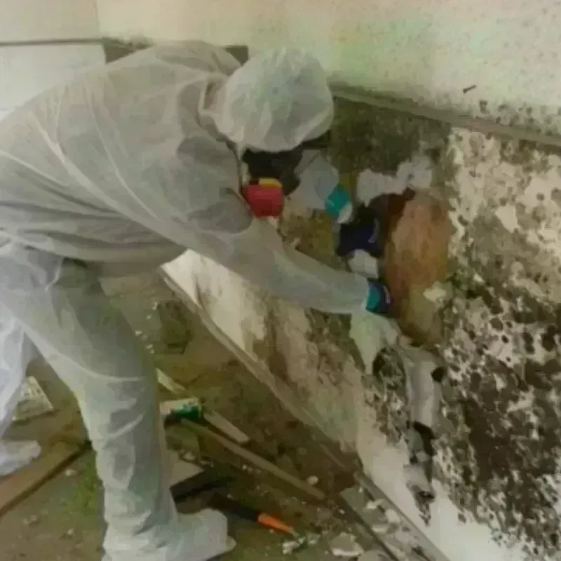 Mold Remediation and Removal in Lenoir County, NC